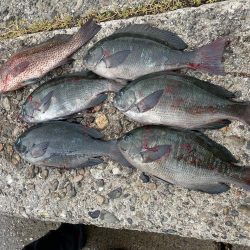 和歌山市江（吉丸渡船）でグレ釣り