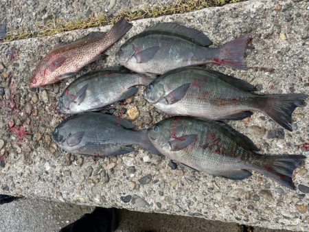 和歌山市江（吉丸渡船）でグレ釣り