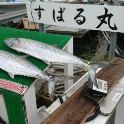 伊勢湾サワラキャスティング