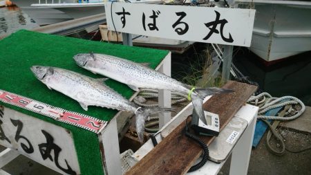 伊勢湾サワラキャスティング