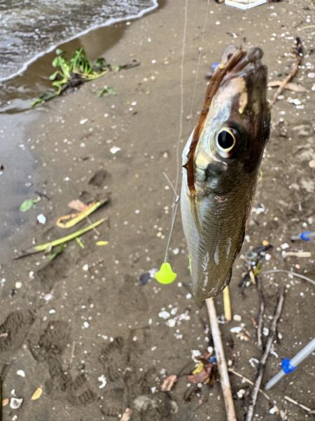 ちょい投げどアジング