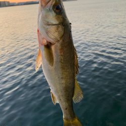 朝マヅメ釣行