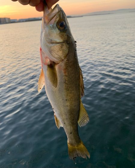 朝マヅメ釣行