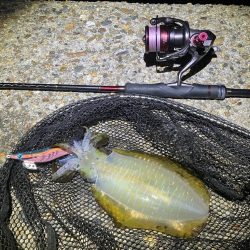 秋🦑　釣れれば楽しい🤗