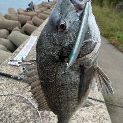 青物は何処に？