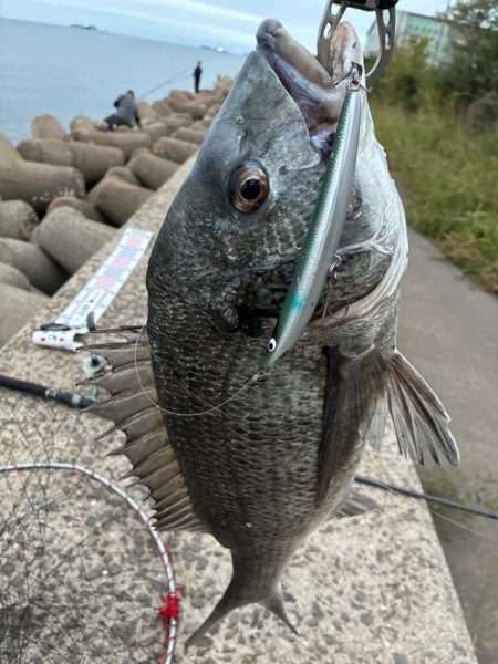 青物は何処に？