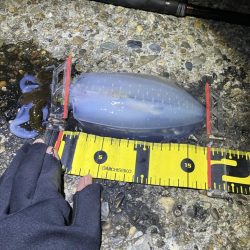 秋🦑 横風のなかエギング😅