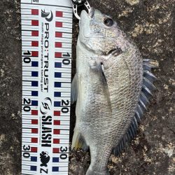 まだまだチヌトップ