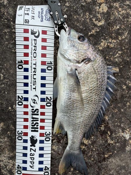 まだまだチヌトップ