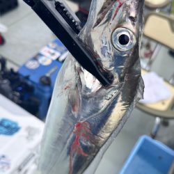 タチウオ/タチウオテンヤ