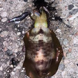 朝活4時から5時エギング