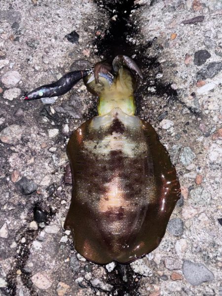 朝活4時から5時エギング