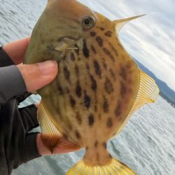 カワハギ/カワハギ仕掛け