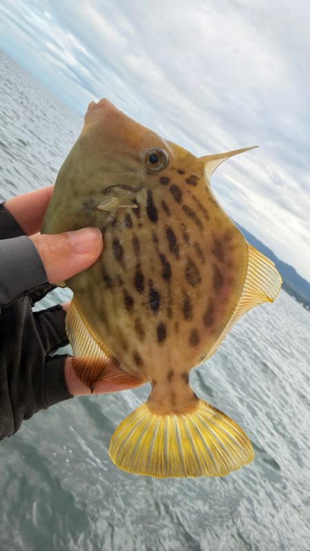 カワハギ/カワハギ仕掛け