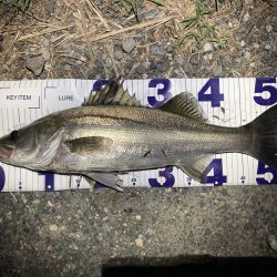 シーバスフィッシング