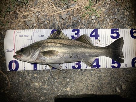 シーバスフィッシング