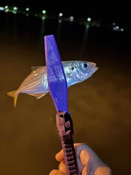 雨のアジング強行