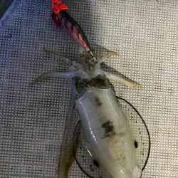 和歌山ティップラン