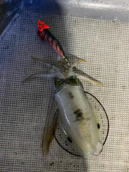 和歌山ティップラン