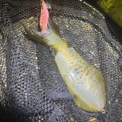 秋🦑何とか5杯(^.^)