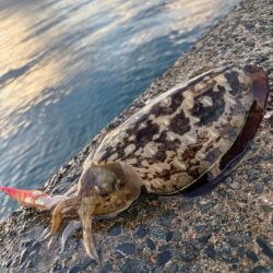 晩御飯の一品が…