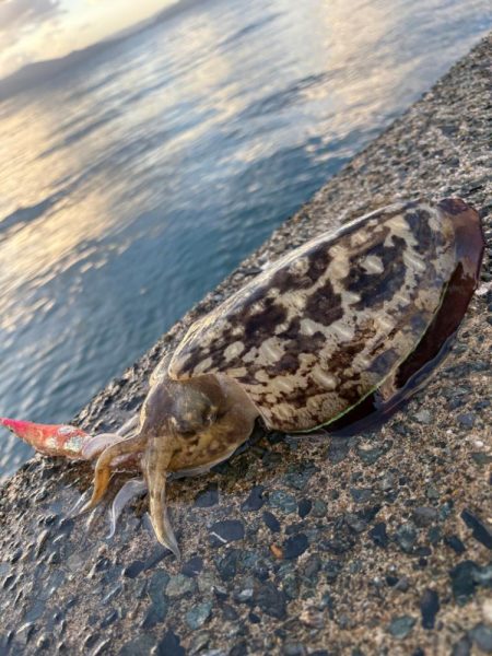 晩御飯の一品が…