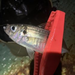 底見え干潮でもアジング