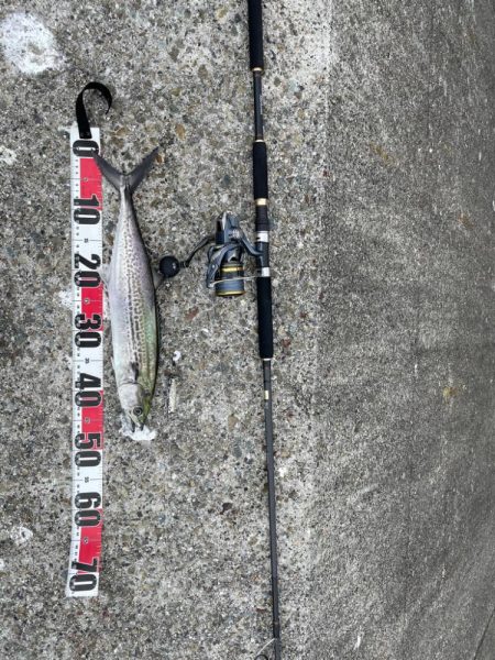 サゴシ祭り参加