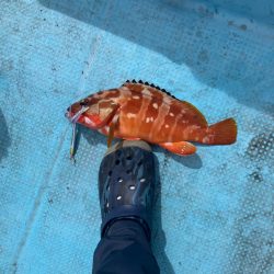 ダイソーインチク