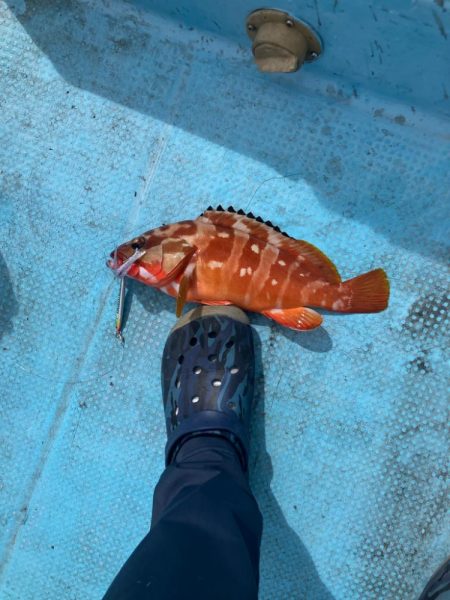 ダイソーインチク