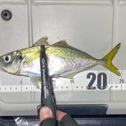 アジとアオリイカって