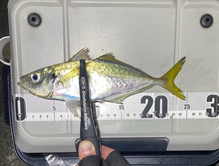 アジとアオリイカって