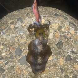 アオリがやっとツー抜き