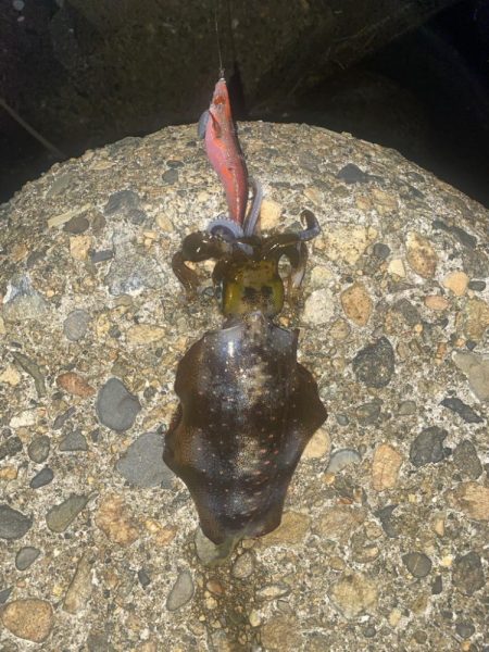 アオリがやっとツー抜き