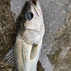 エビ撒きでセイゴゲット