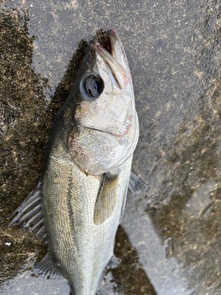 エビ撒きでセイゴゲット