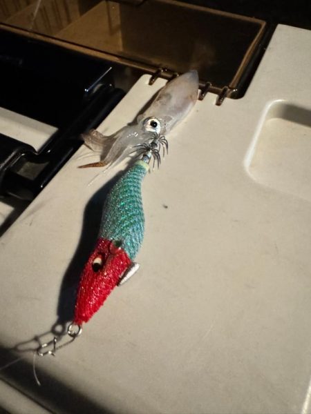 ヒイカ釣り