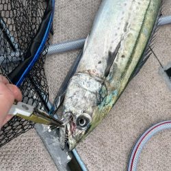 サワラカッター地獄