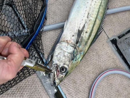 サワラカッター地獄