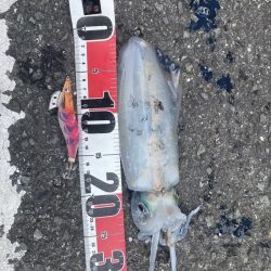 風裏でエギング