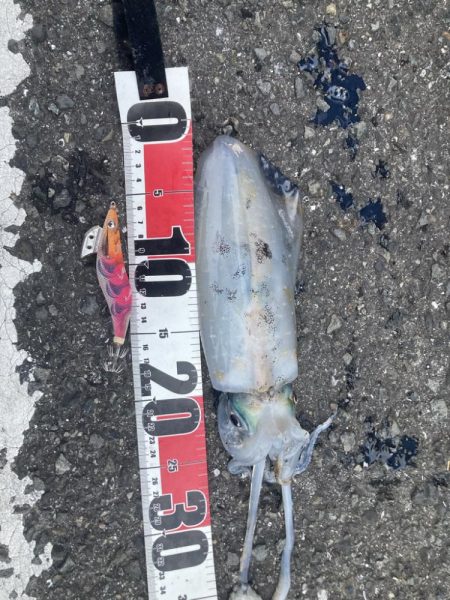 風裏でエギング