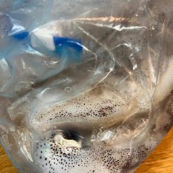 アオリイカ釣りに