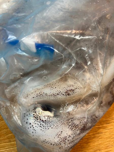 アオリイカ釣りに