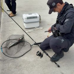 サゴシ釣り2日目