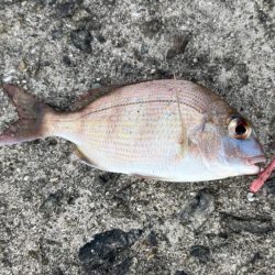 鯵を探して三千里 Vol.94