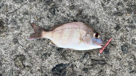 鯵を探して三千里 Vol.94