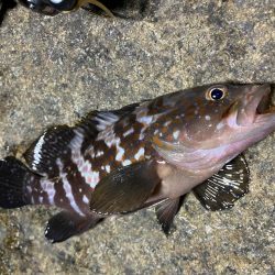 潮とひらめっこの悶絶アジング