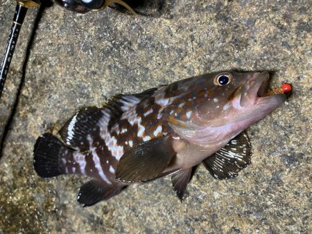 潮とひらめっこの悶絶アジング