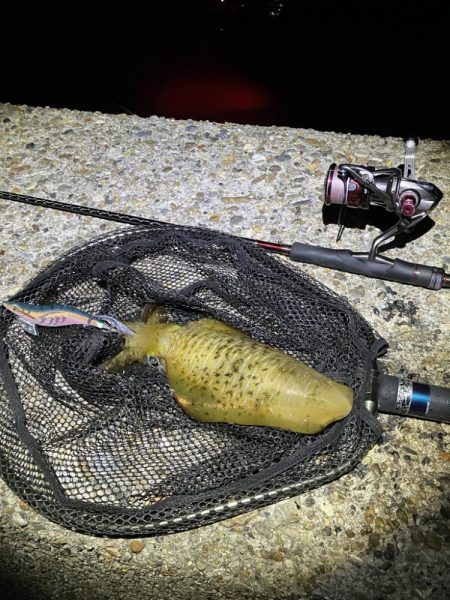 秋🦑　爆風エギング😅