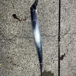 テンヤ改&エギング